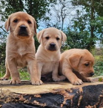 Stunning Labrador retriever pups available