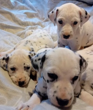 Top quality kc reg Dalmatian pups