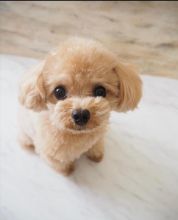 Toy poodle puppies available in good health condition for new homes