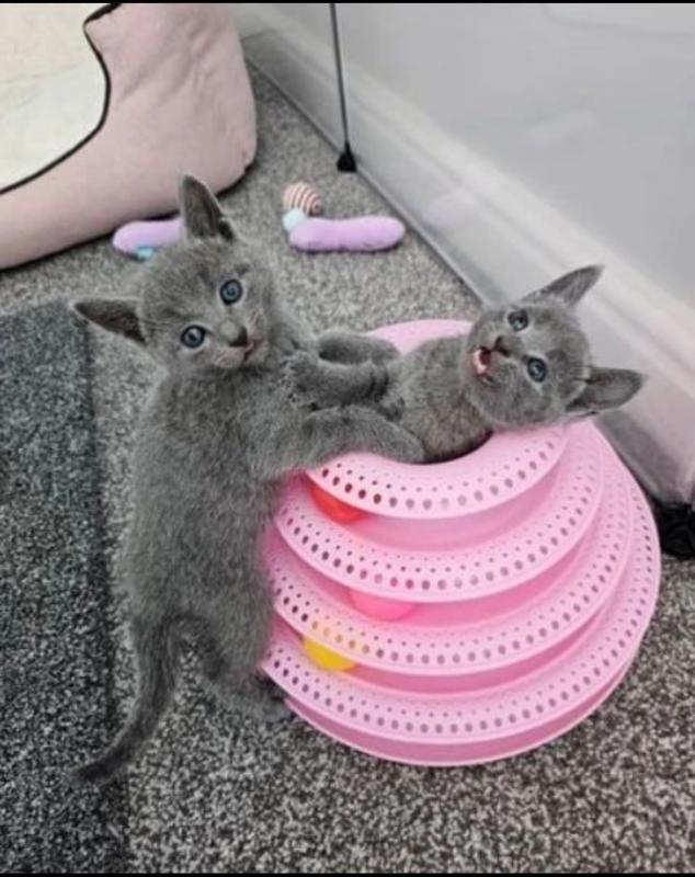 Amazing Russian Blue kittens available (awesomepets201@gmail.com) Image eClassifieds4u