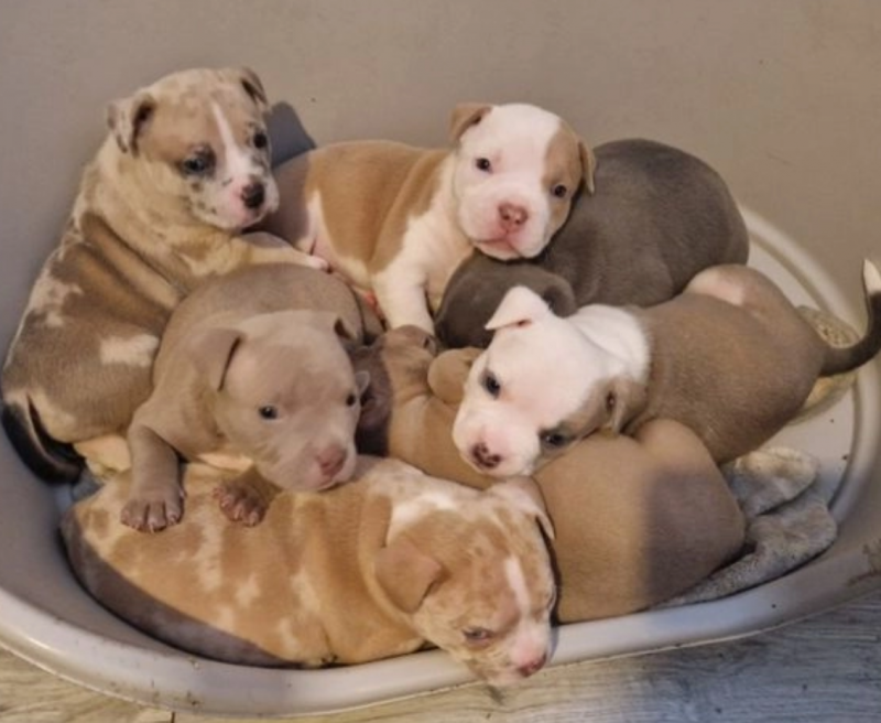 American Bully puppies for sale Image eClassifieds4u