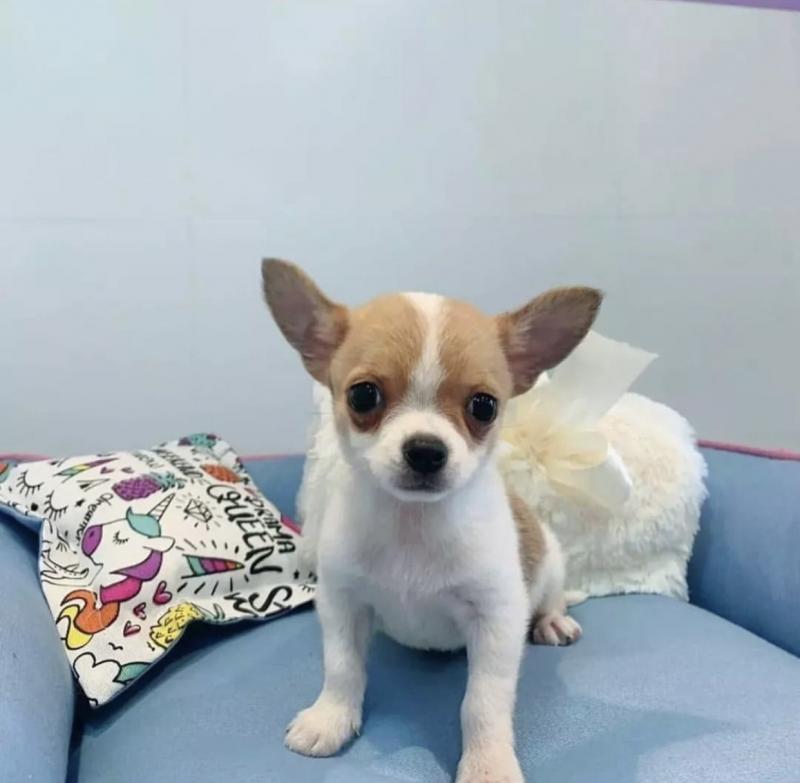 Best Quality male and female Chihuahua puppies for adoption Image eClassifieds4u