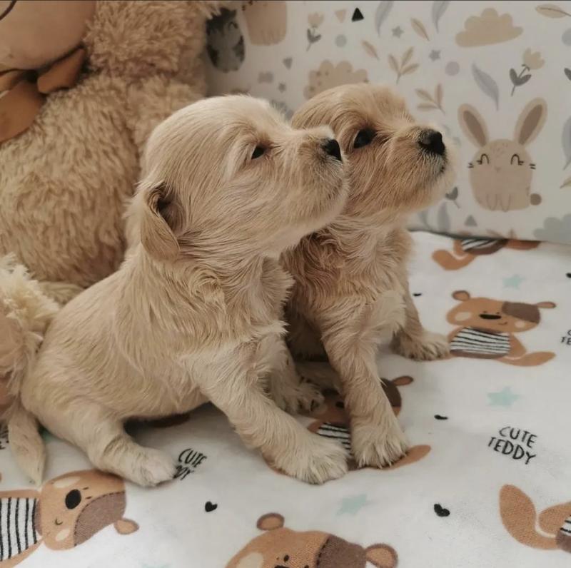 Best Quality male and female Maltipoo puppies for adoption Image eClassifieds4u