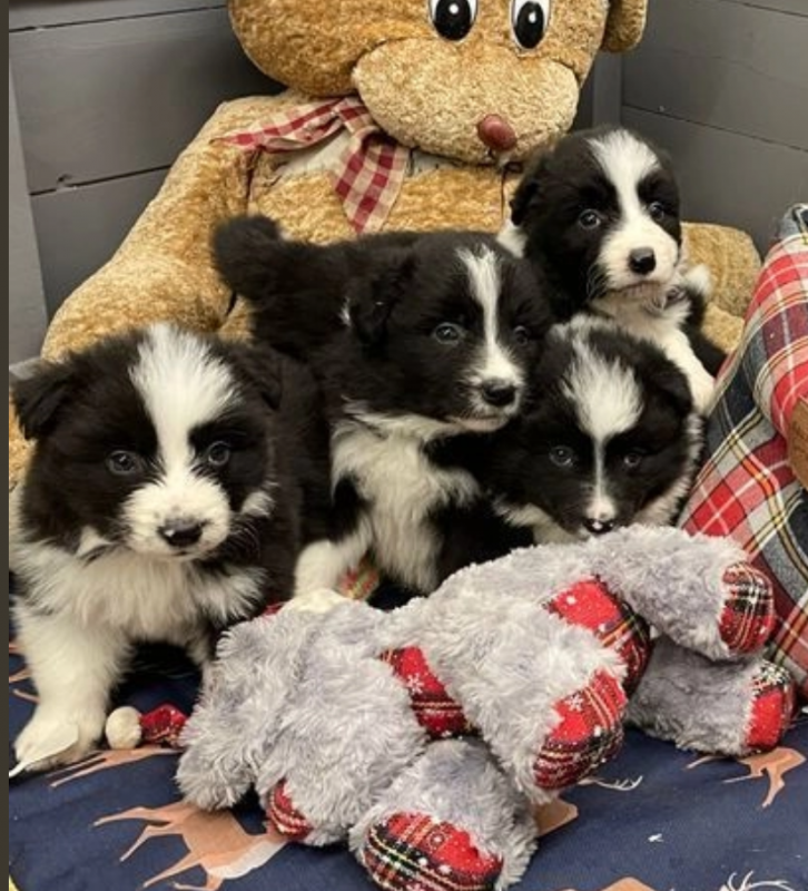 Border Collie puppies for sale Image eClassifieds4u