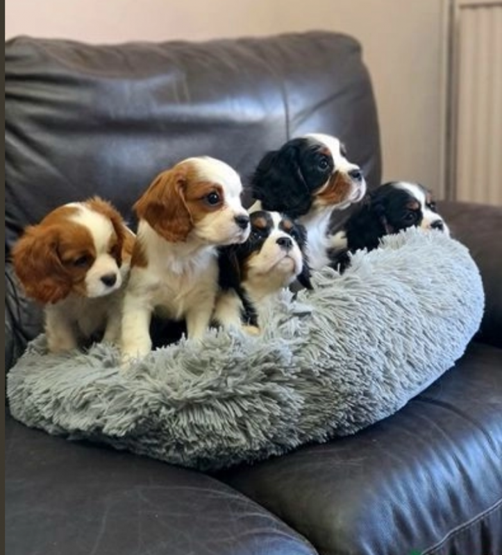 Cavalier King Charles puppies 2boys2girls Image eClassifieds4u