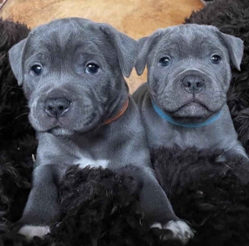 Excellence lovely Male and Female Bluenose Pitbull Puppies for adoption.. Image eClassifieds4u
