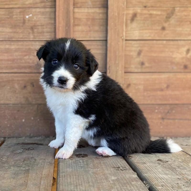 Excellence lovely Male and Female Border collie Puppies for adoption..[masonthomas967@gmail.com ] Image eClassifieds4u