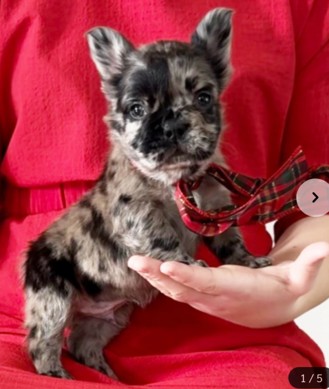French Bulldog puppies for sale Image eClassifieds4u