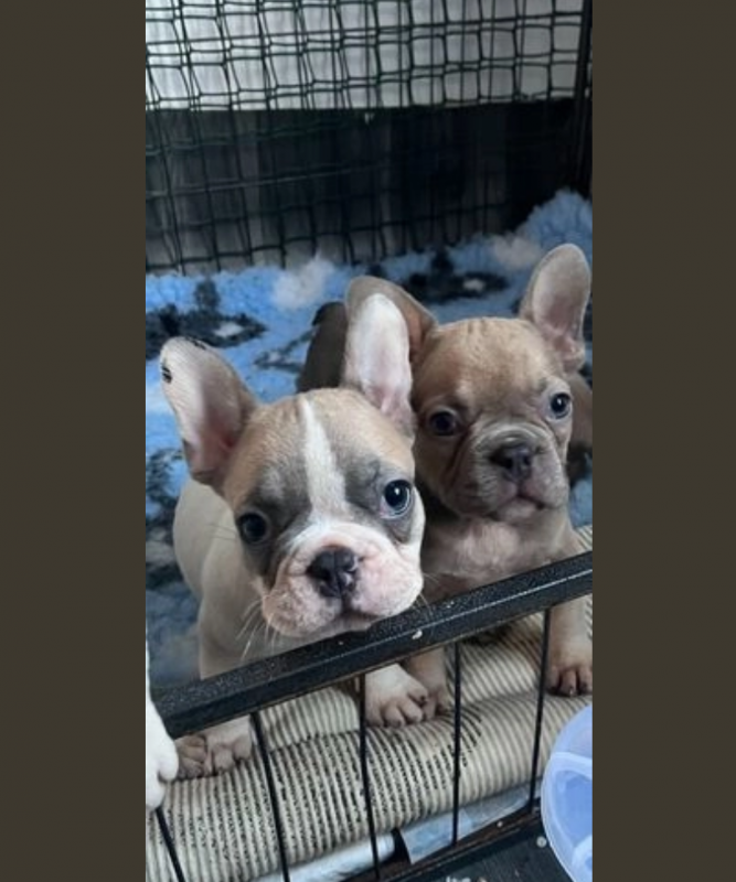 French Bulldog puppies for sale Image eClassifieds4u