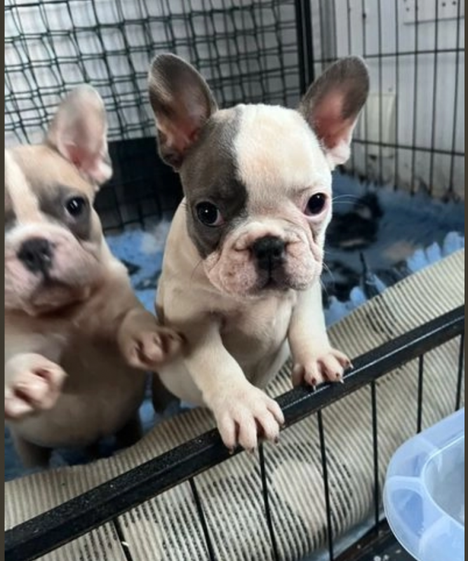 French Bulldog puppies for sale Image eClassifieds4u