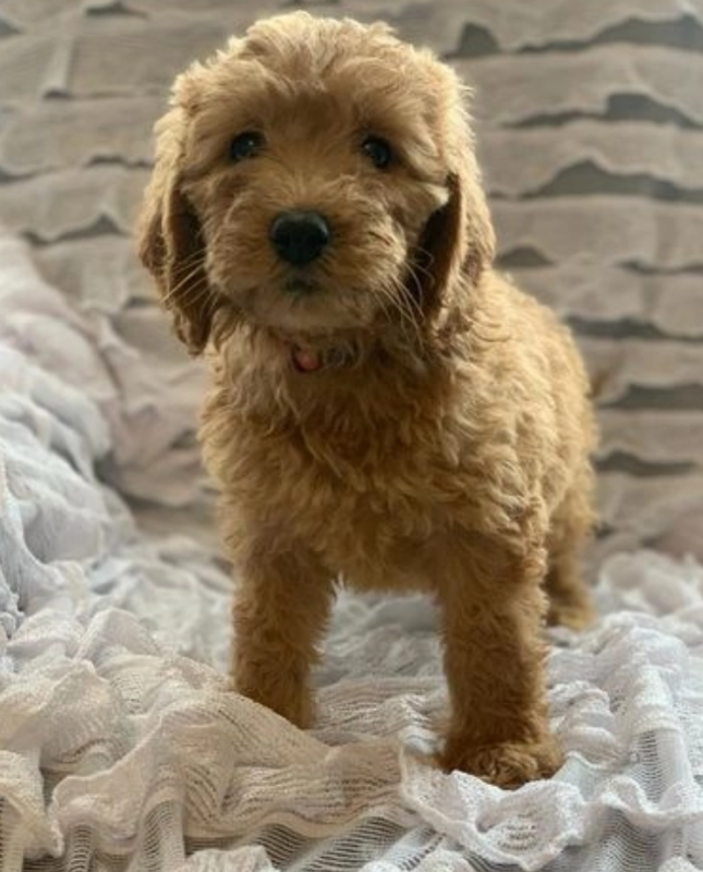 Golden doodle pups available Image eClassifieds4u