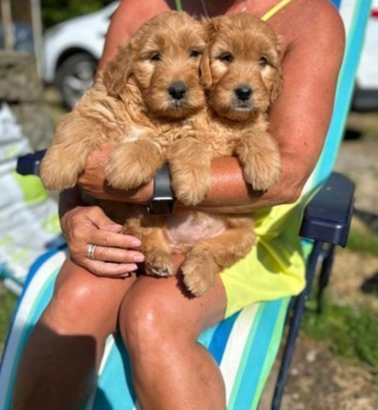 Golden doodle pups available Image eClassifieds4u
