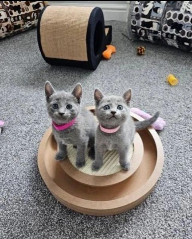 Gorgeous Russian blue kittens available -email us (ryan4snoopy@gmail.com) Image eClassifieds4u