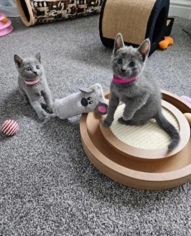 Home raised Russian blue kittens available Image eClassifieds4u