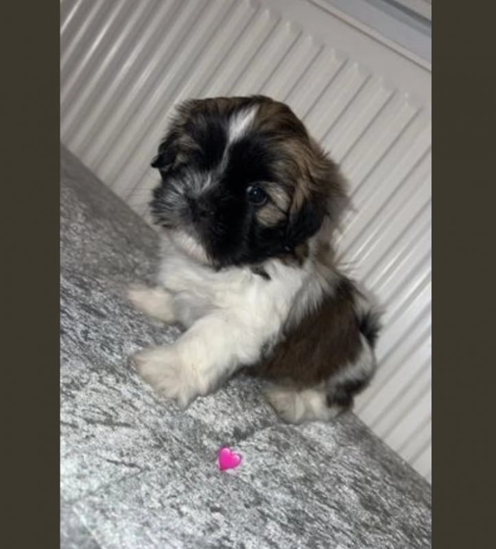 Lhasa Apso puppies for sale Image eClassifieds4u