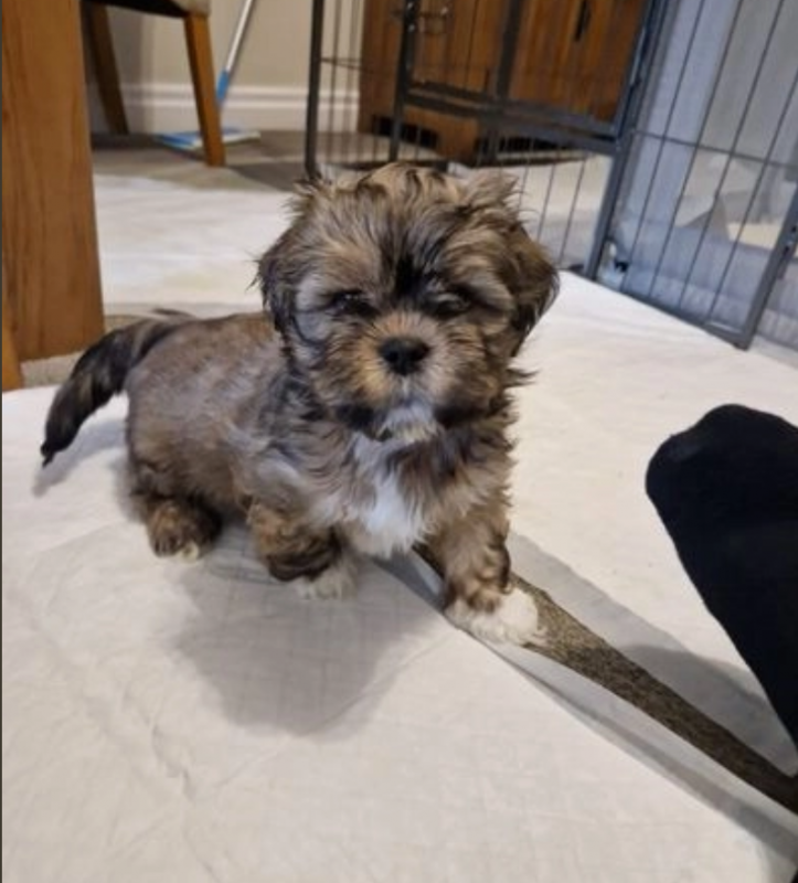 Lhasa Apso puppies for sale Image eClassifieds4u