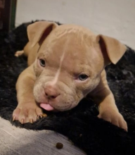 American Bully puppies for sale Image eClassifieds4u 2