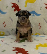 American Bully puppies for sale Image eClassifieds4u 3