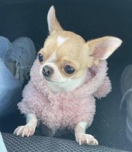 Best Quality male and female Chihuahua puppies for adoption Image eClassifieds4u 3