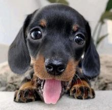 Excellence lovely Male and Female Yorkie Puppies for adoption Image eClassifieds4u 2