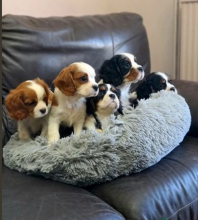 Cavalier King Charles puppies 2boys2girls Image eClassifieds4u 2