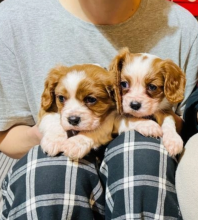 Cavalier King Charles puppies 2boys2girls Image eClassifieds4u 1