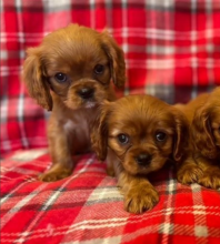 Cavalier King Charles puppies 2boys2girls Image eClassifieds4u 3