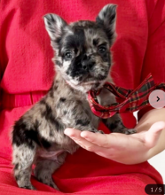 French Bulldog puppies for sale Image eClassifieds4u 1