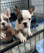 French Bulldog puppies for sale Image eClassifieds4u 3