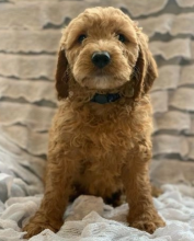 Golden doodle pups available Image eClassifieds4u 4