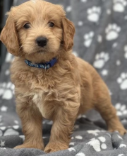 Golden doodle pups available Image eClassifieds4u 2