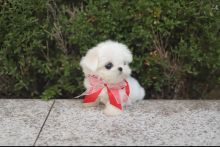 Miniature Maltese puppies available Image eClassifieds4u 4