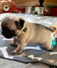 Pug puppies for sale Image eClassifieds4u 4