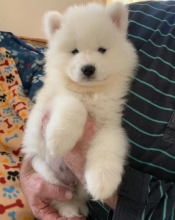 Pure white fluffy Samoyed puppies available Image eClassifieds4u 2