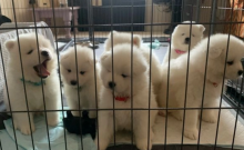 Pure white fluffy Samoyed puppies available Image eClassifieds4u 3