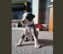 Stunning KC Whippet Puppies Image eClassifieds4u 3