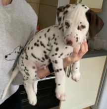 Top quality kc reg Dalmatian pups Image eClassifieds4u 2