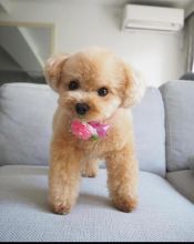 Toy poodle puppies available in good health condition for new homes Image eClassifieds4U