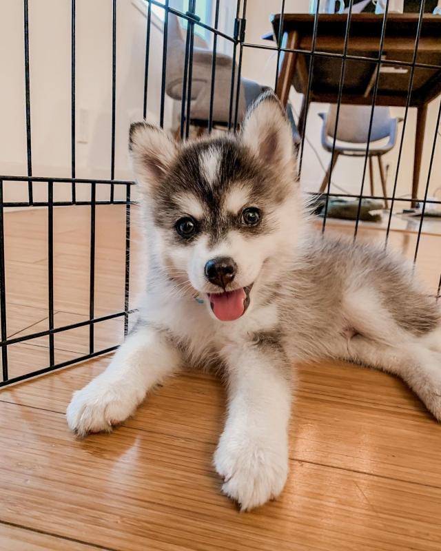 Pomsky male and female puppies for adoption EMAIL: ricecarrut@gmail.com Image eClassifieds4u