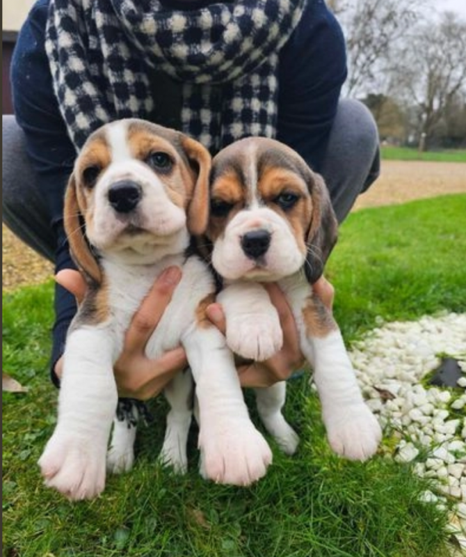 Precious Beagle pups available Image eClassifieds4u