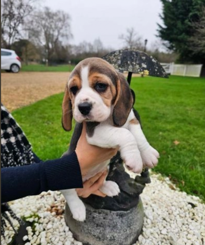Precious Beagle pups available Image eClassifieds4u