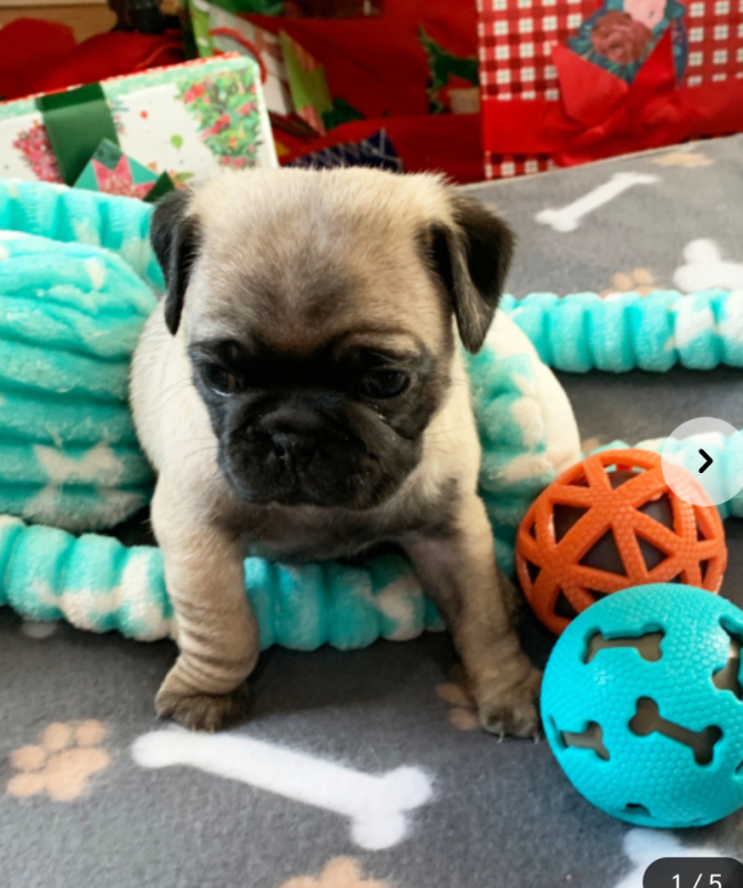 Pug puppies for sale Image eClassifieds4u