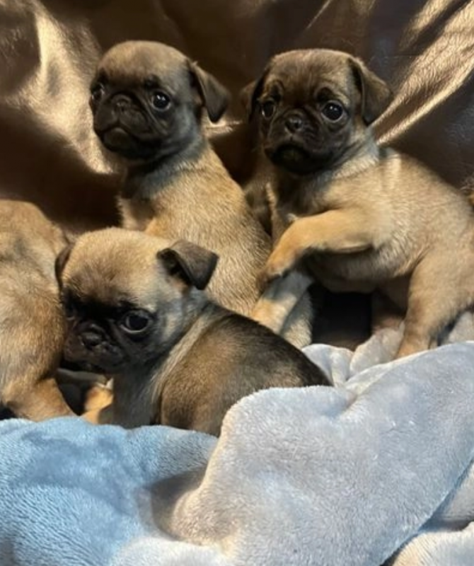 Pug puppies for sale Image eClassifieds4u