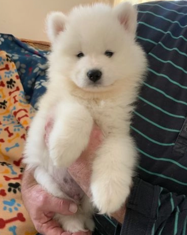 Pure white fluffy Samoyed puppies available Image eClassifieds4u