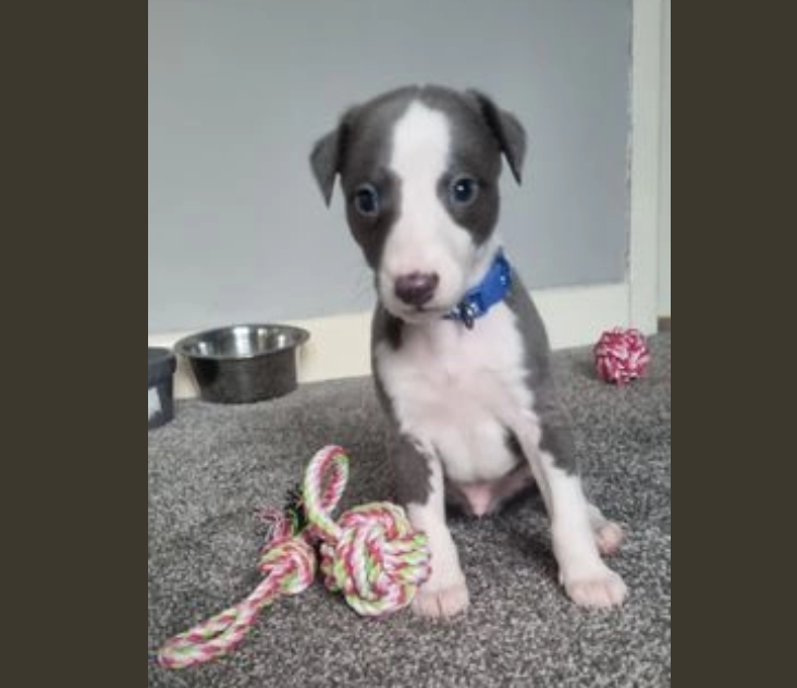 Stunning KC Whippet Puppies Image eClassifieds4u