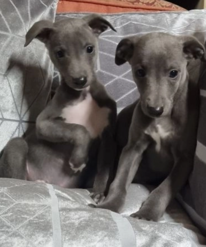Stunning KC Whippet Puppies Image eClassifieds4u