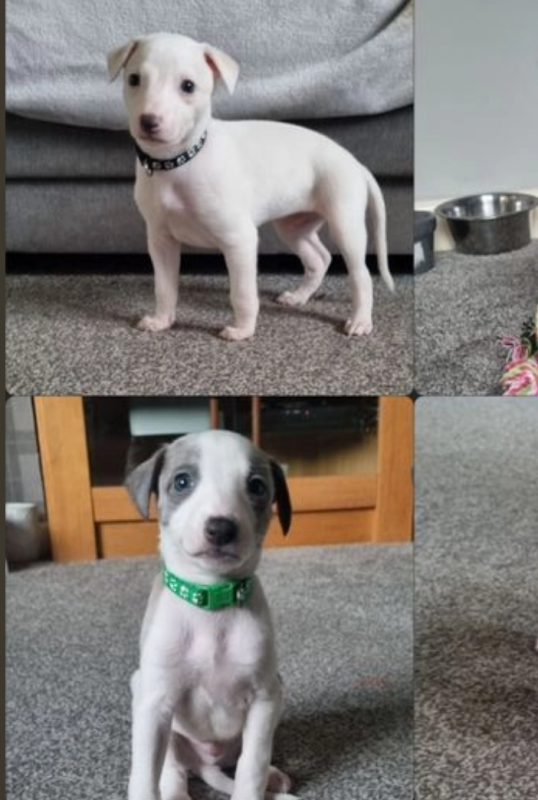 Stunning KC Whippet Puppies Image eClassifieds4u