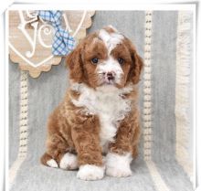 Cavapoo Puppies For Adoption (alishaken896@gmail.com)