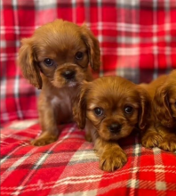 Health Tested Cavalier King Charles Spaniels