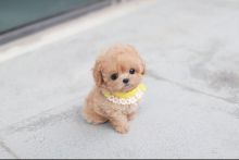 Maltipoo puppies available for sale ( awesomepets201@gmail.com )